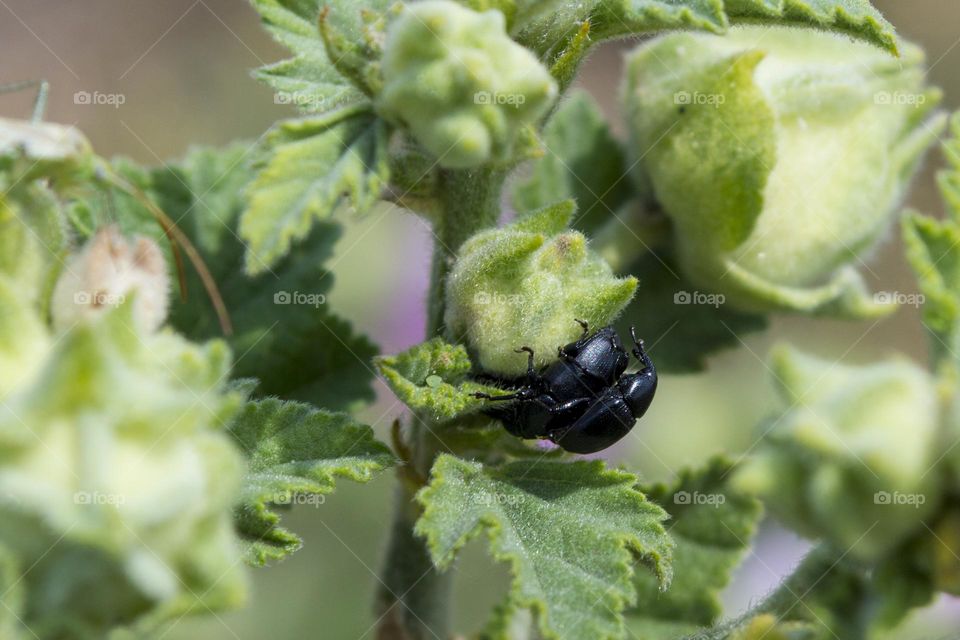 Black beetles