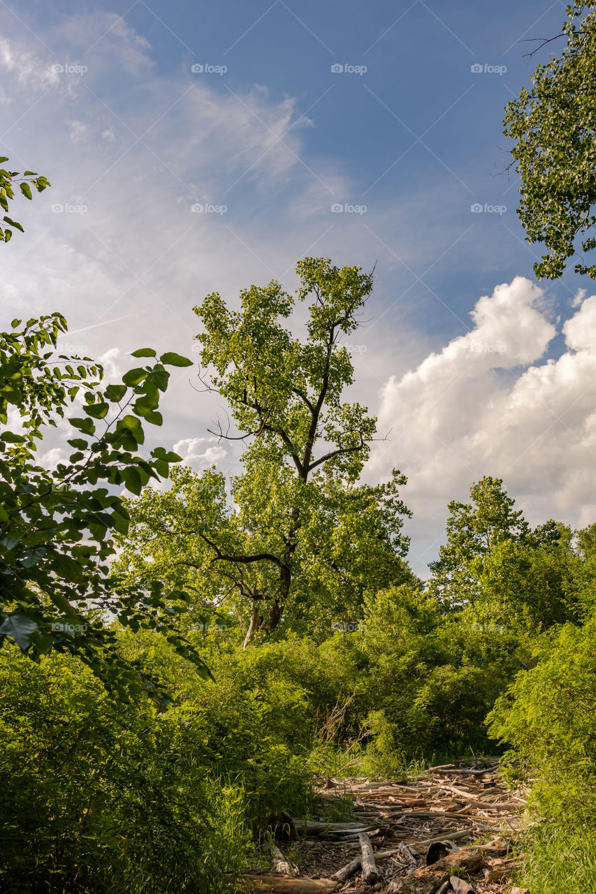 Forest By the River 