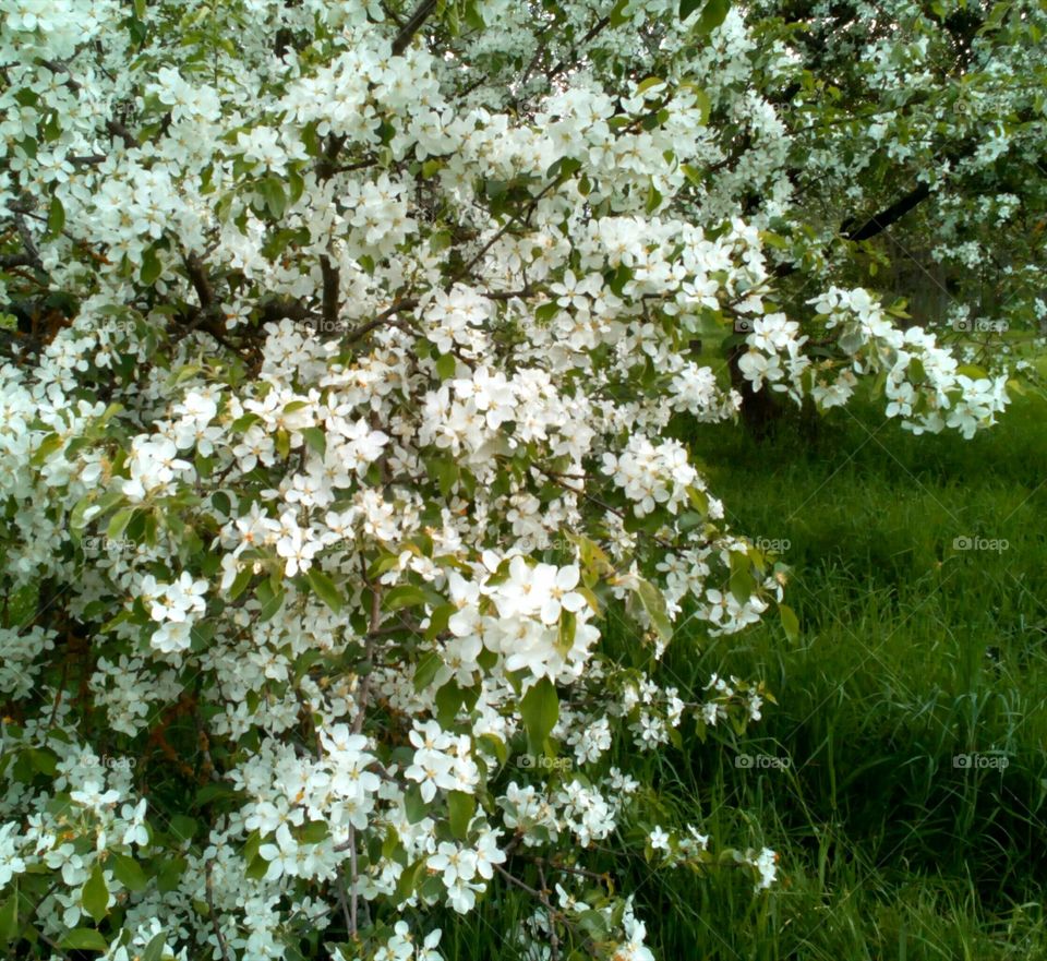 Flower, Flora, Nature, Season, Tree