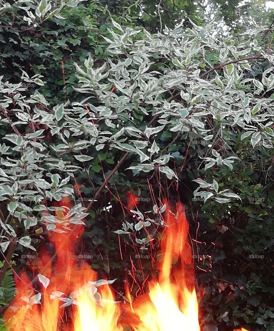 Bush in the fire