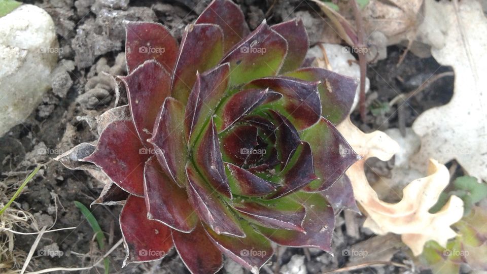 hen and chicks 