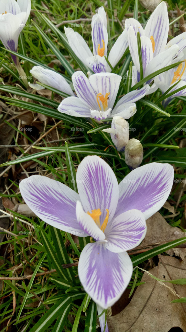 Dutch crocus (Crocus vernus) is an early spring blooming bulb with large flowers that range in color from yellow, white, and purple to striped or bronze.