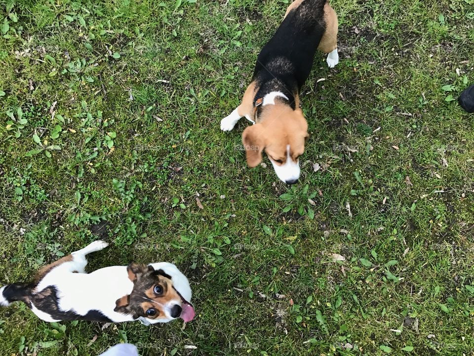 A dogs party in the park