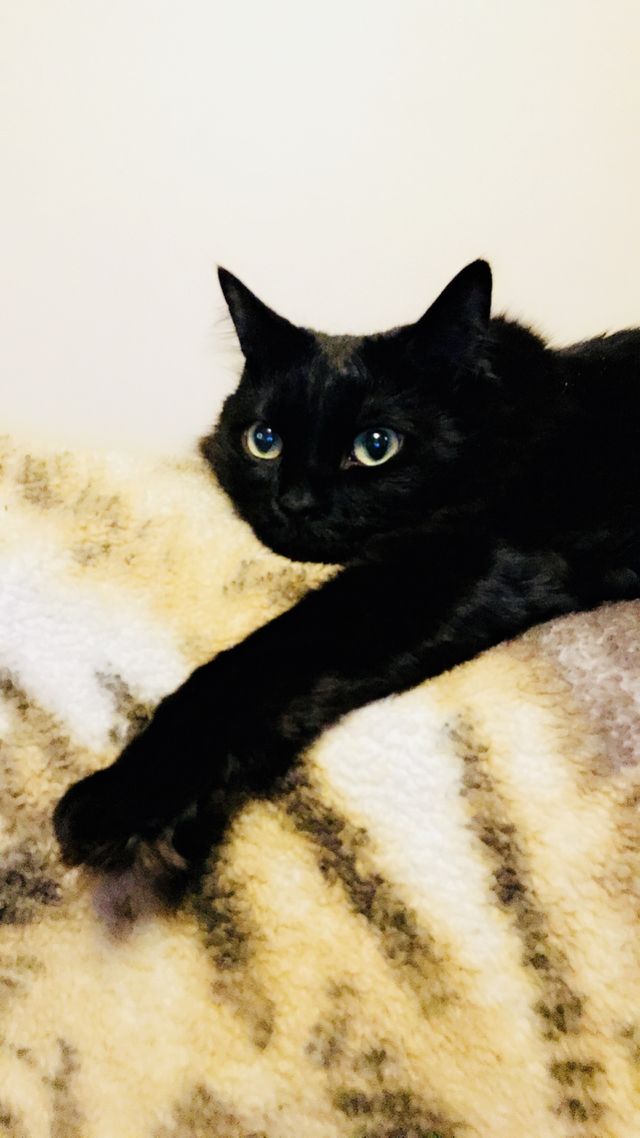 Cute cat 