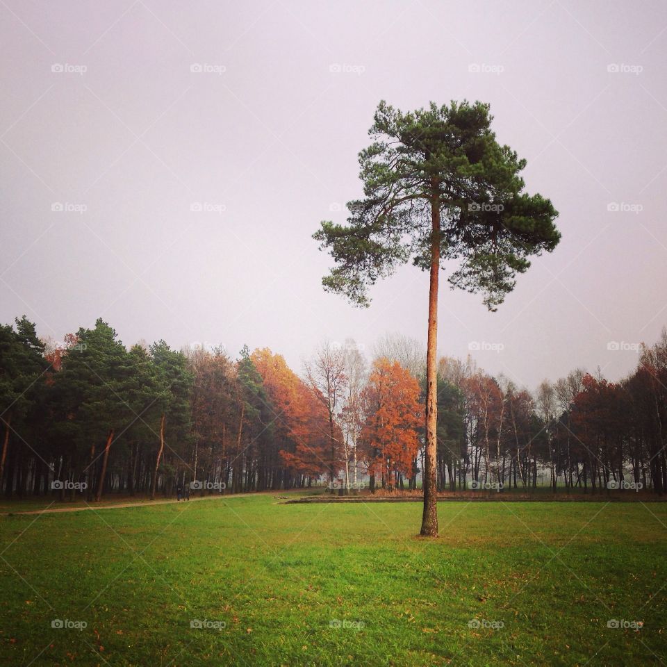 Tree, No Person, Grass, Landscape, Outdoors