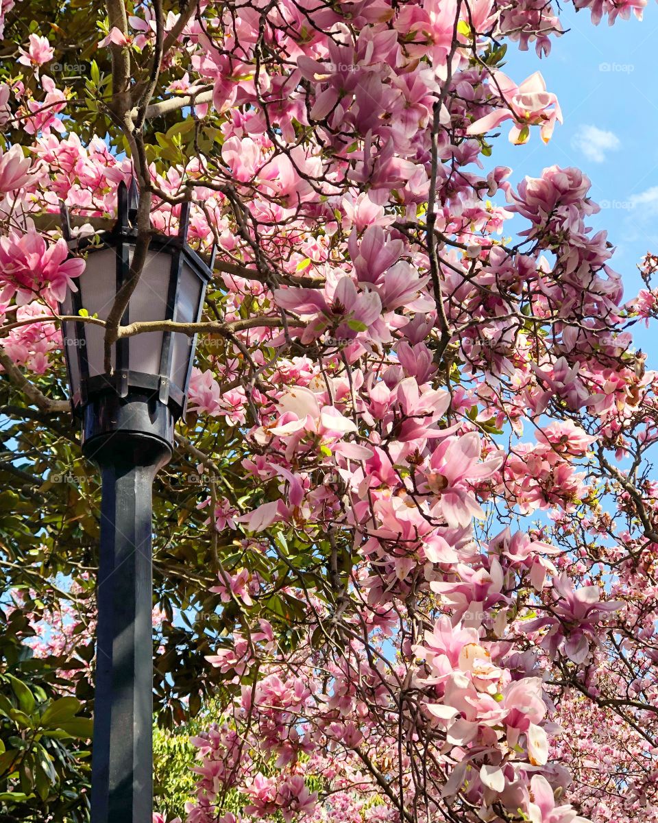  Brooklyn Botanical Garden