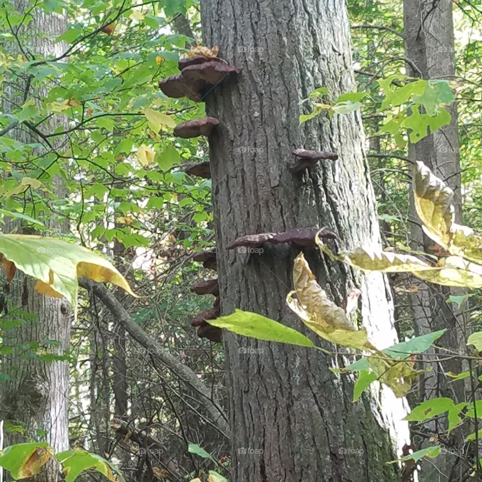 fungus growing on tree