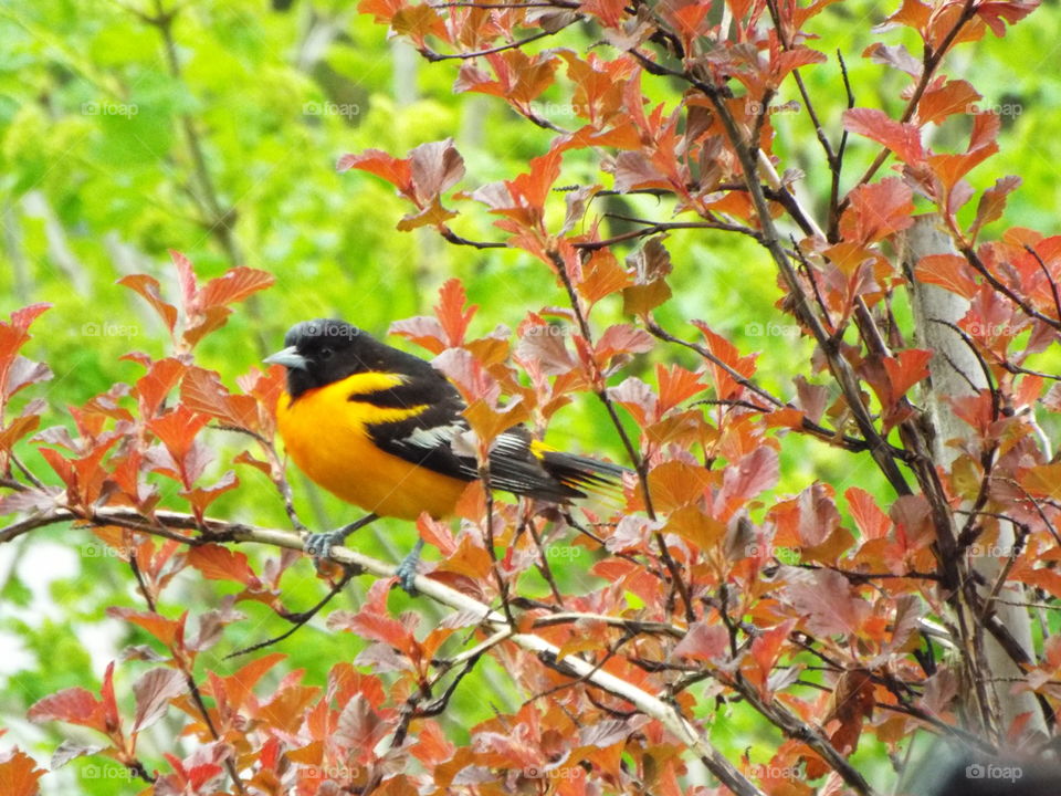 Orio in our bushes
