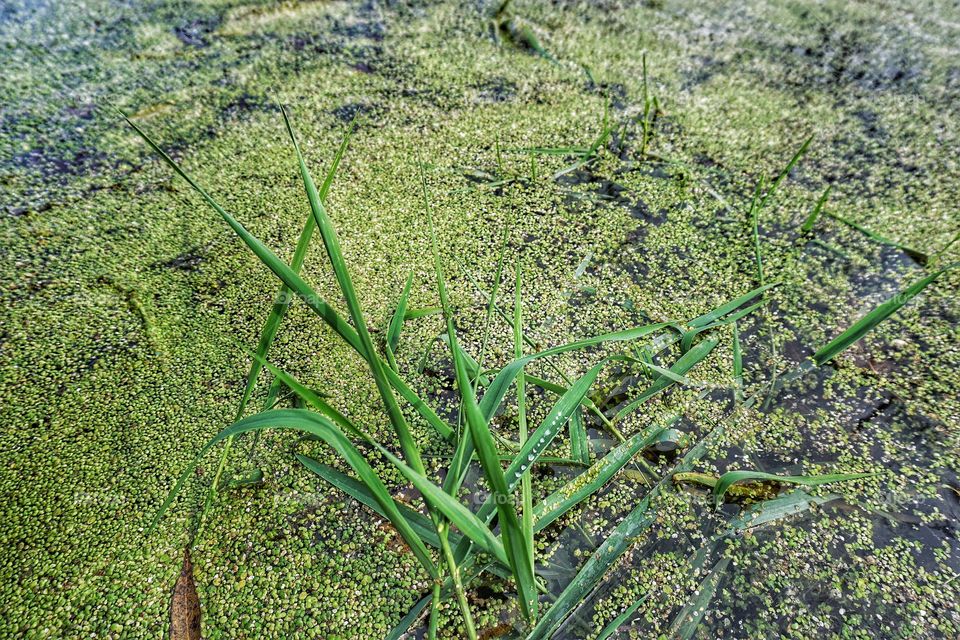 Duckweed and Water