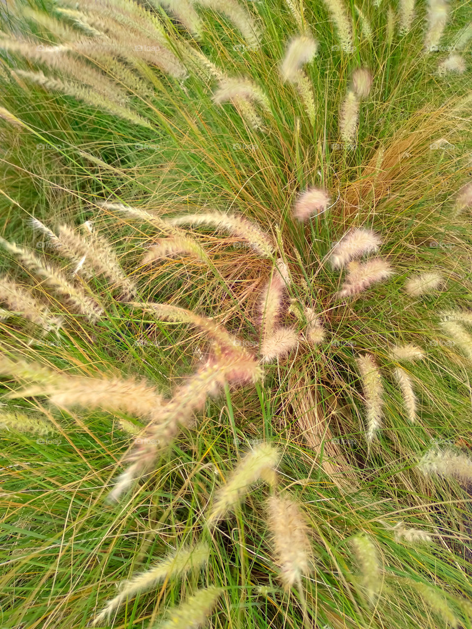 thatch grass