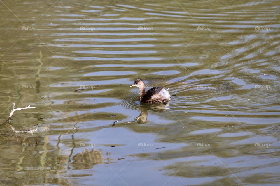 Acquatic bird