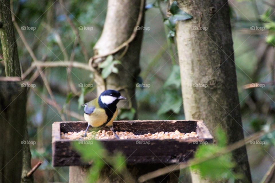 great tit