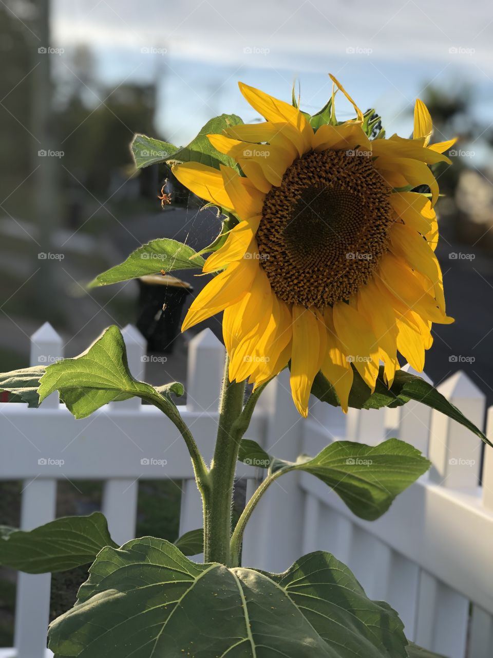 Sunflower with spider 