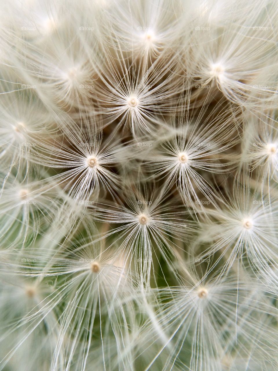 This is a close up of a dandelion clock growing beside a local horse stables .. it was huge .. I love the detail of the seed heads as they sparkle in the sunshine .. they look like tiny pearls ...
