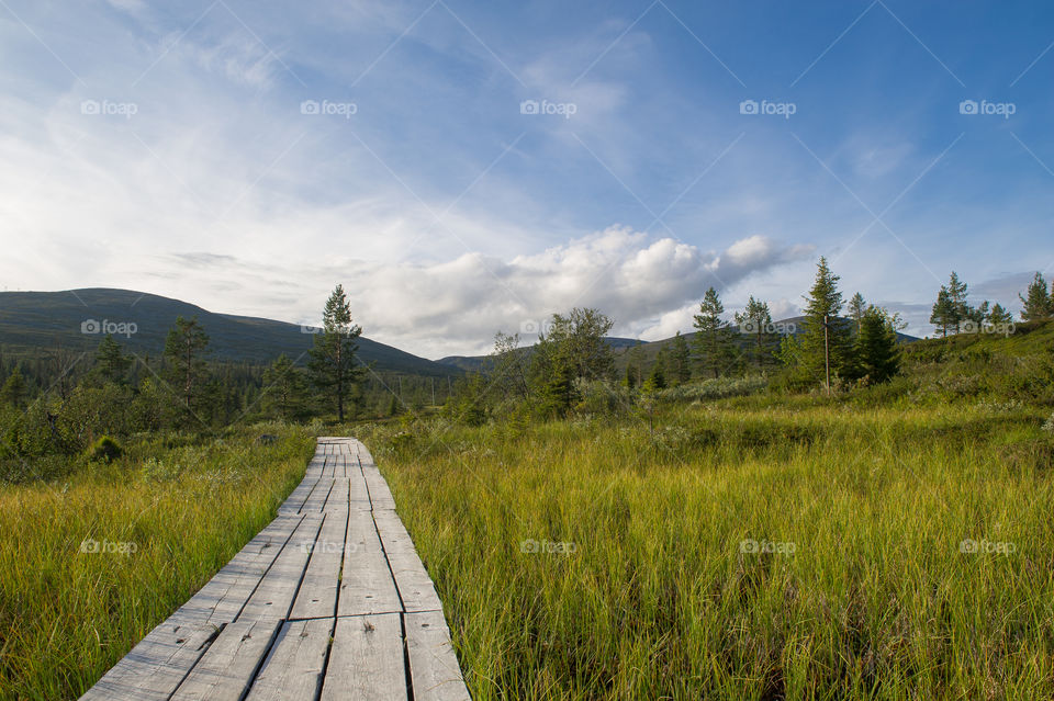 Wooden boardwalk on green landscape