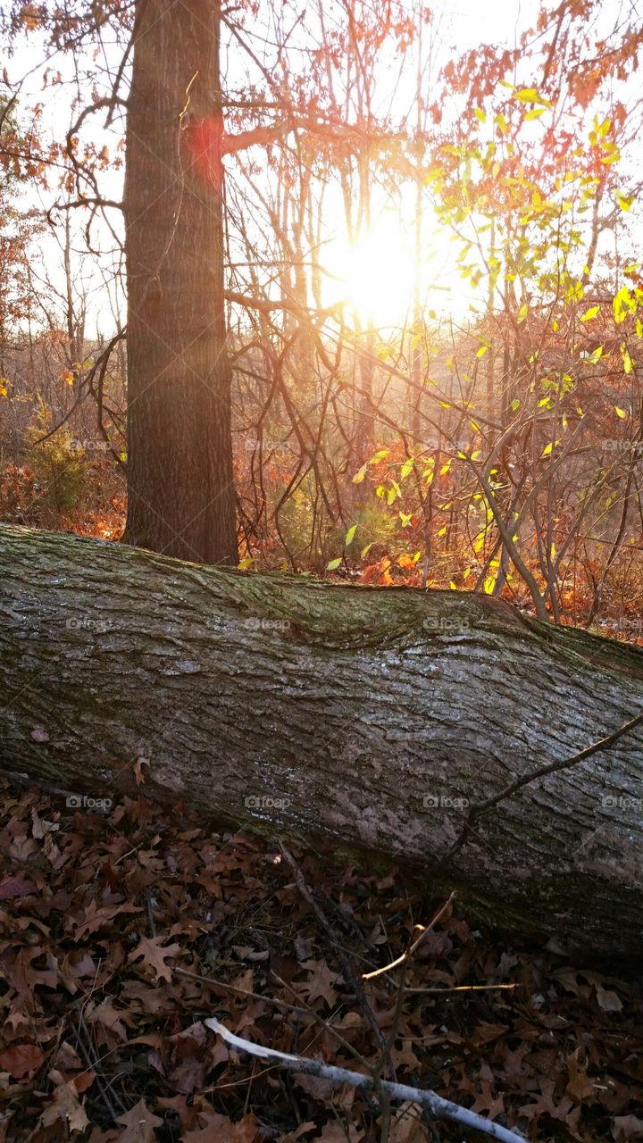 Glowing Sunset Over A Log