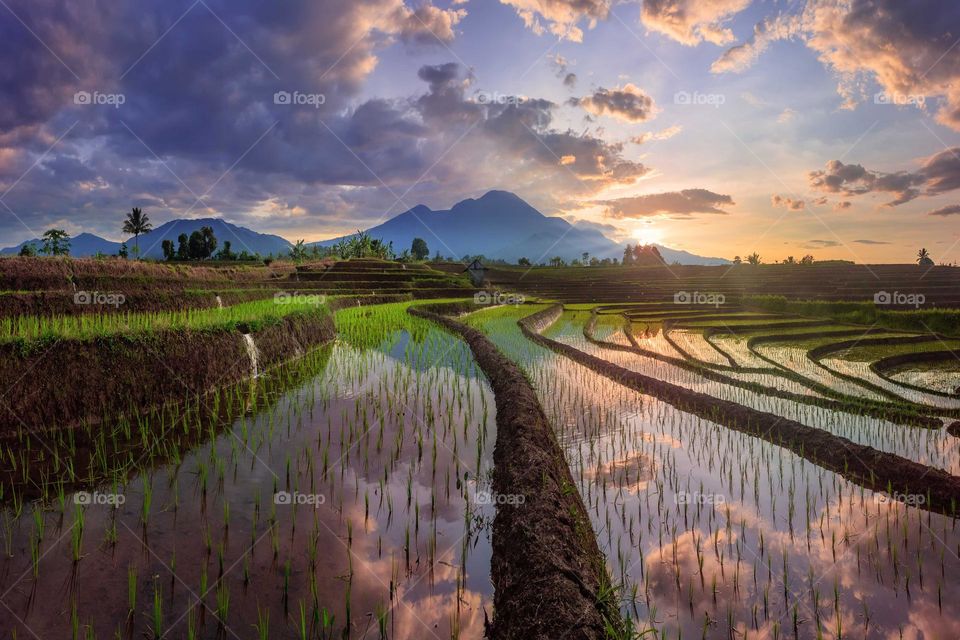 Beautiful morning at terrace rice fields indonesia