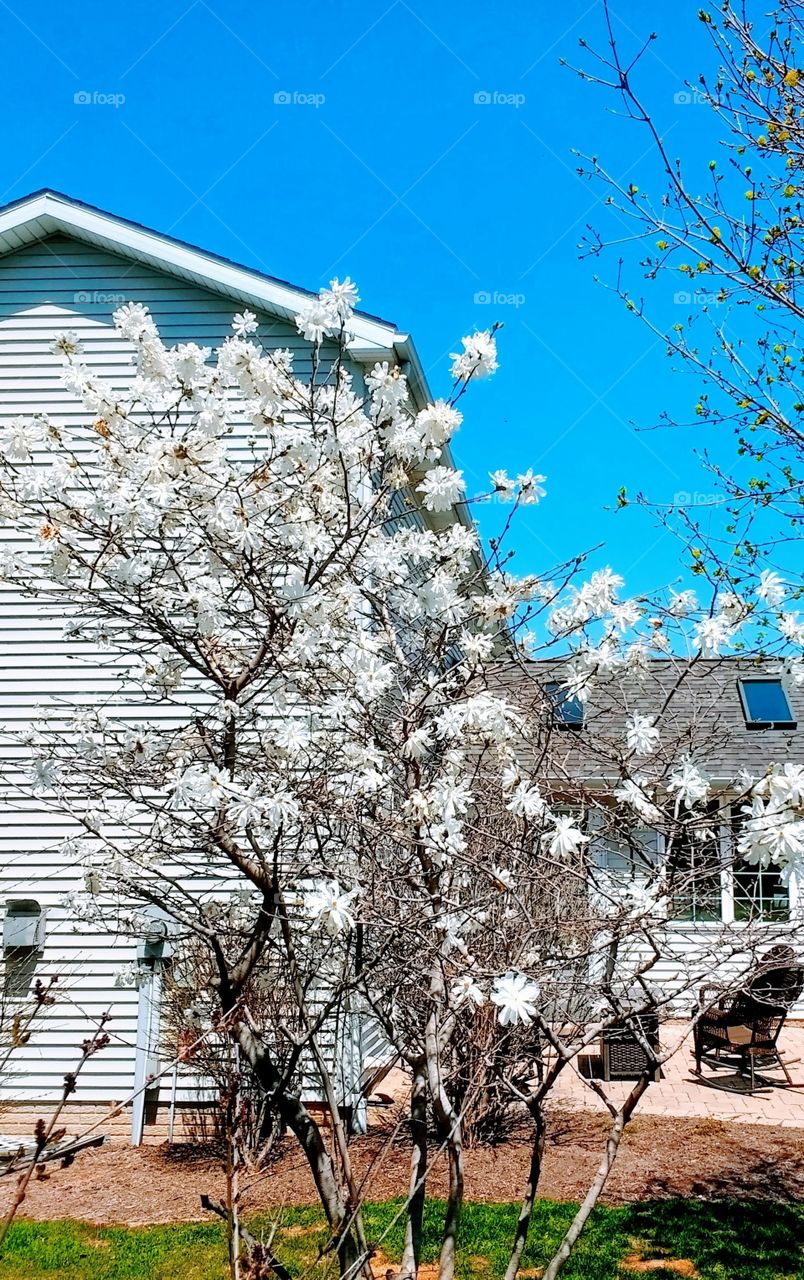 The Colour " White" shows clear and purity , then these beautiful white flowers are so pure and clear , no doubt 🧐❤️❤️