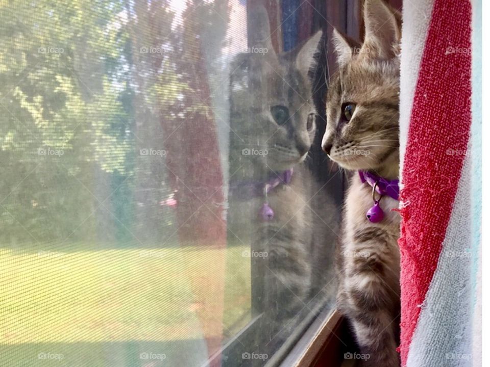 Window watching
