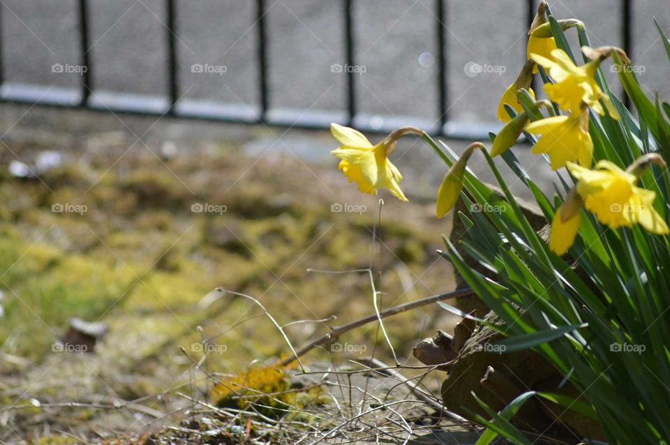 early sign of spring in my garden