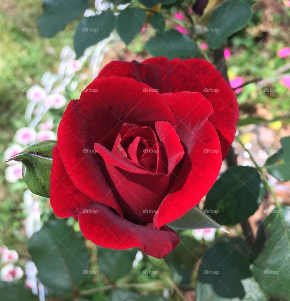 Rose Splendor