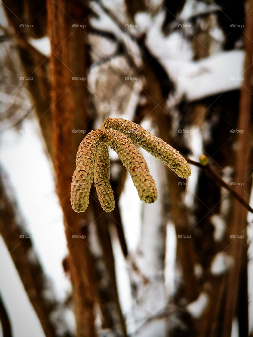 Four fir cones