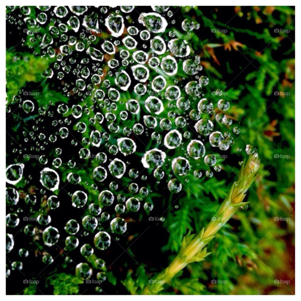 Water Droplets