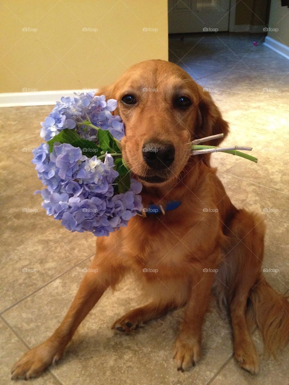 Portrait of dog carrying flowers in mouth