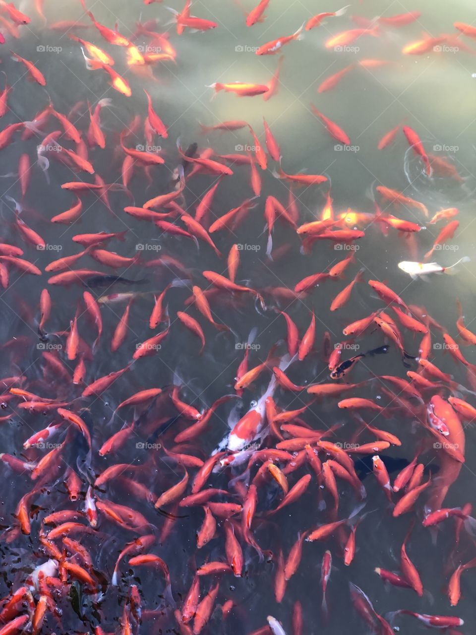 lots of fishes in the fishpond
