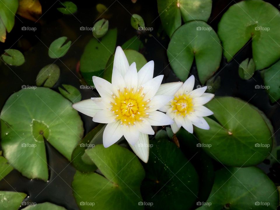 water lily