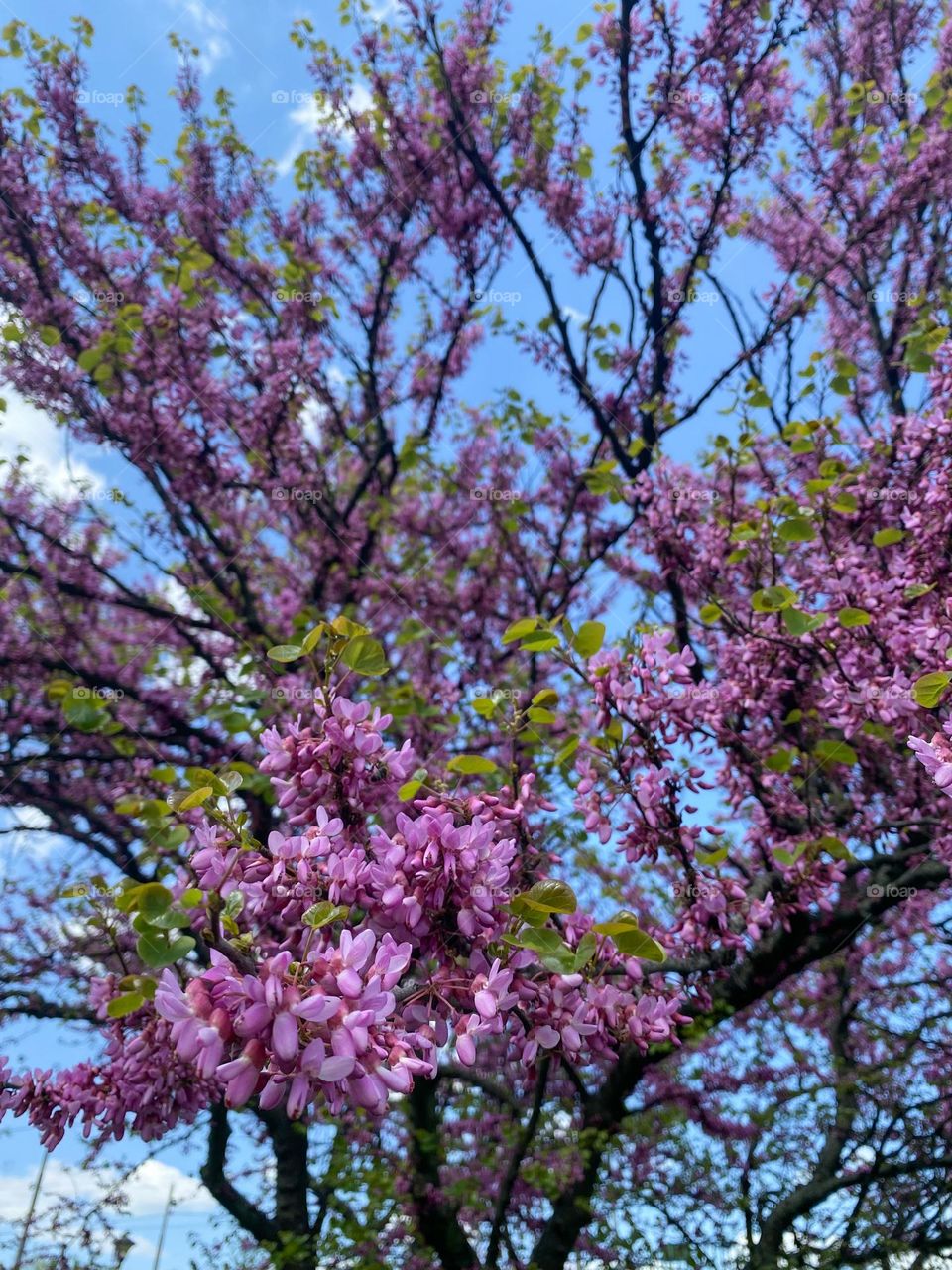 Purple flowers