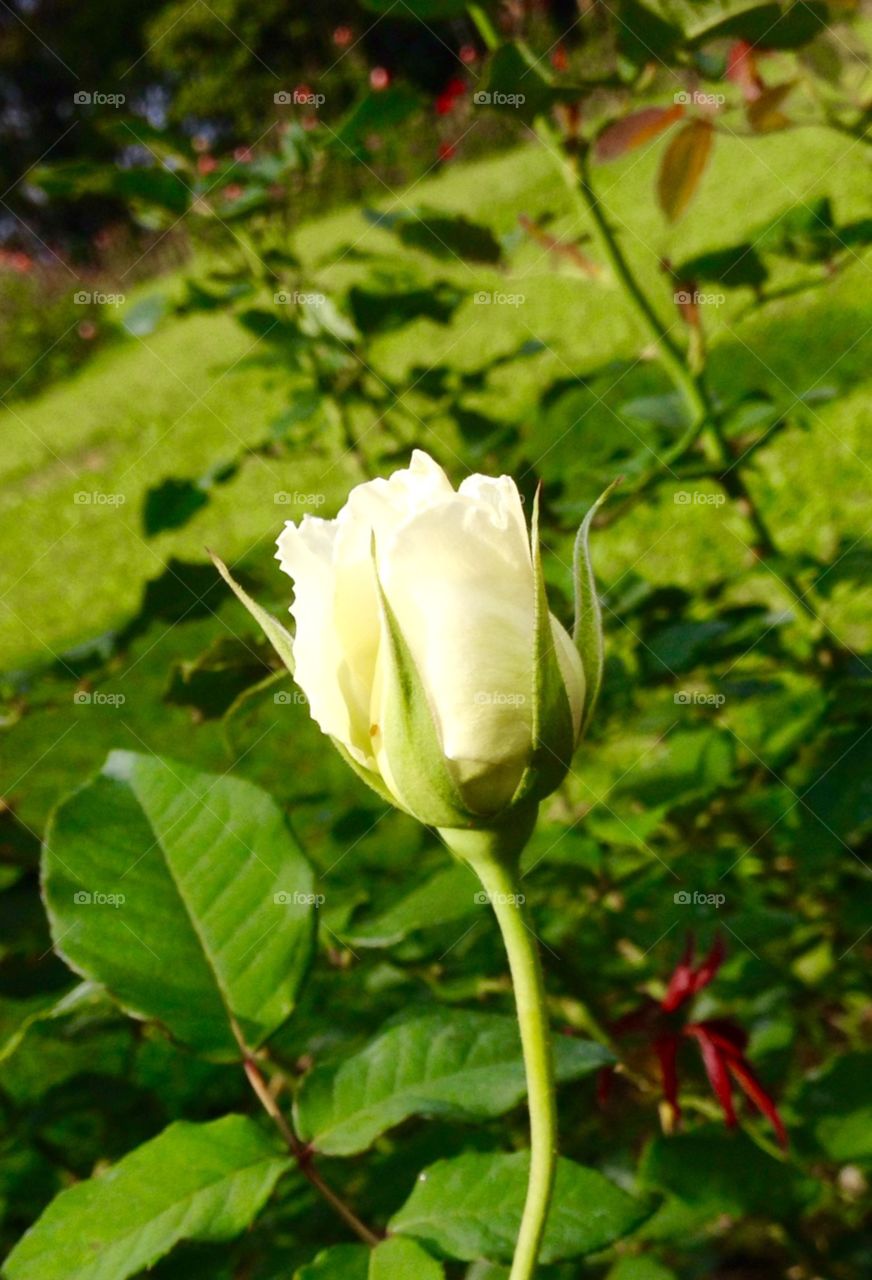 White rose closeup
