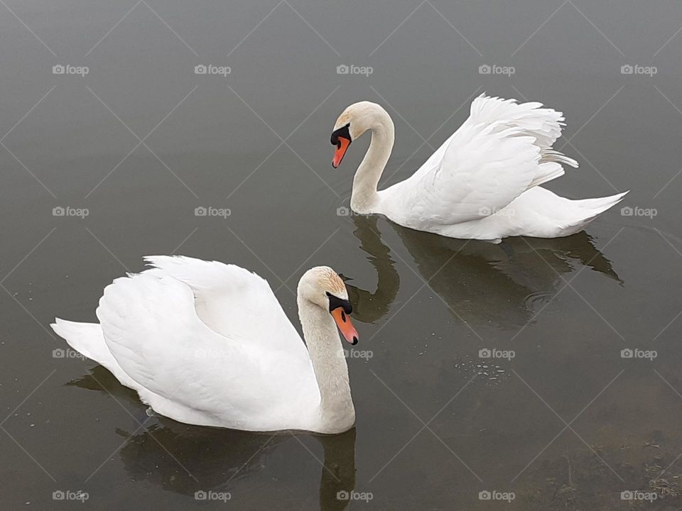 swans