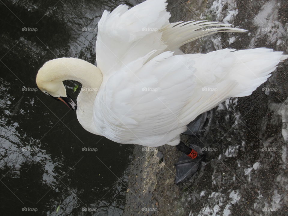 Mute Swan