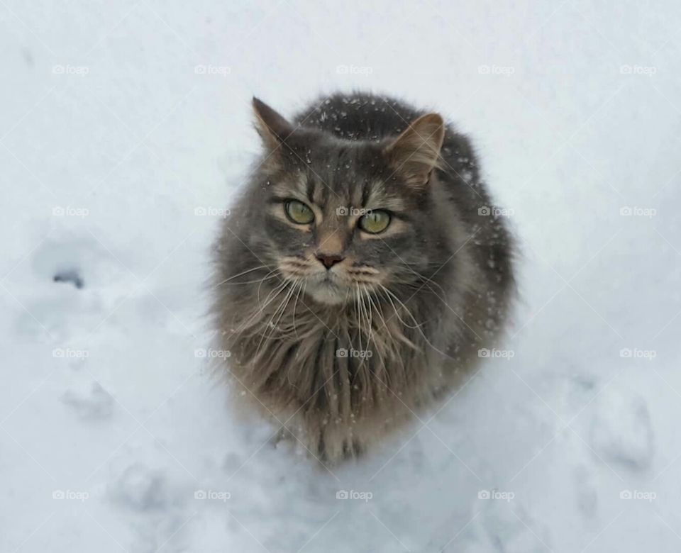 Handsome grey colored pet cat sitting outside in the snow during snowfall in wintertime. Furry cat with large green eyes looking up.