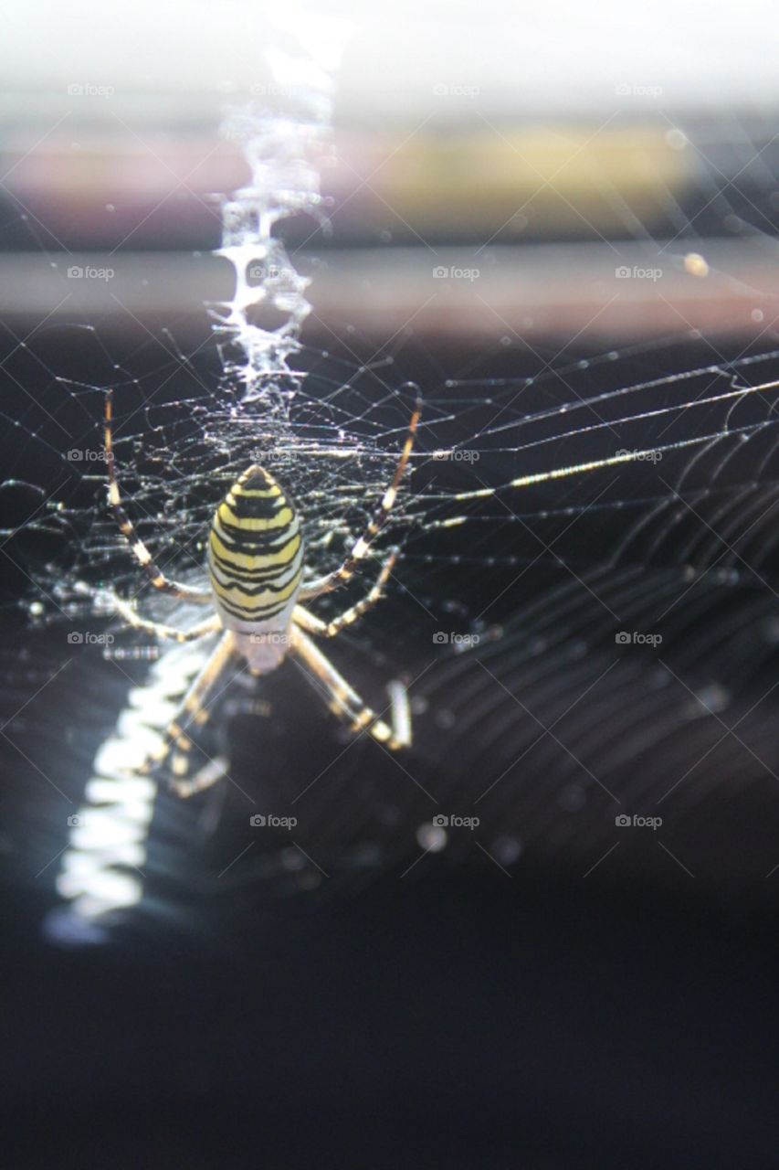 Tiger packed - poisonous spider