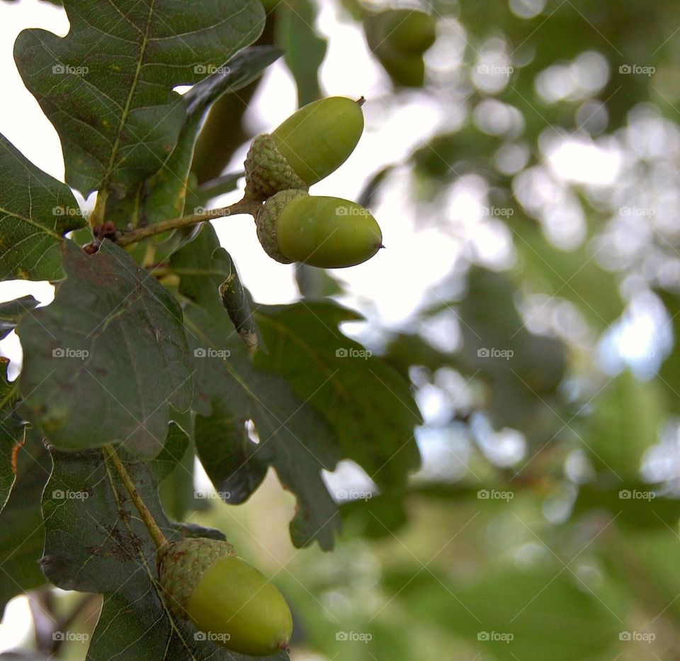 Acorns growing on an oak tree with dappled light and sunshine shining through the leaves 