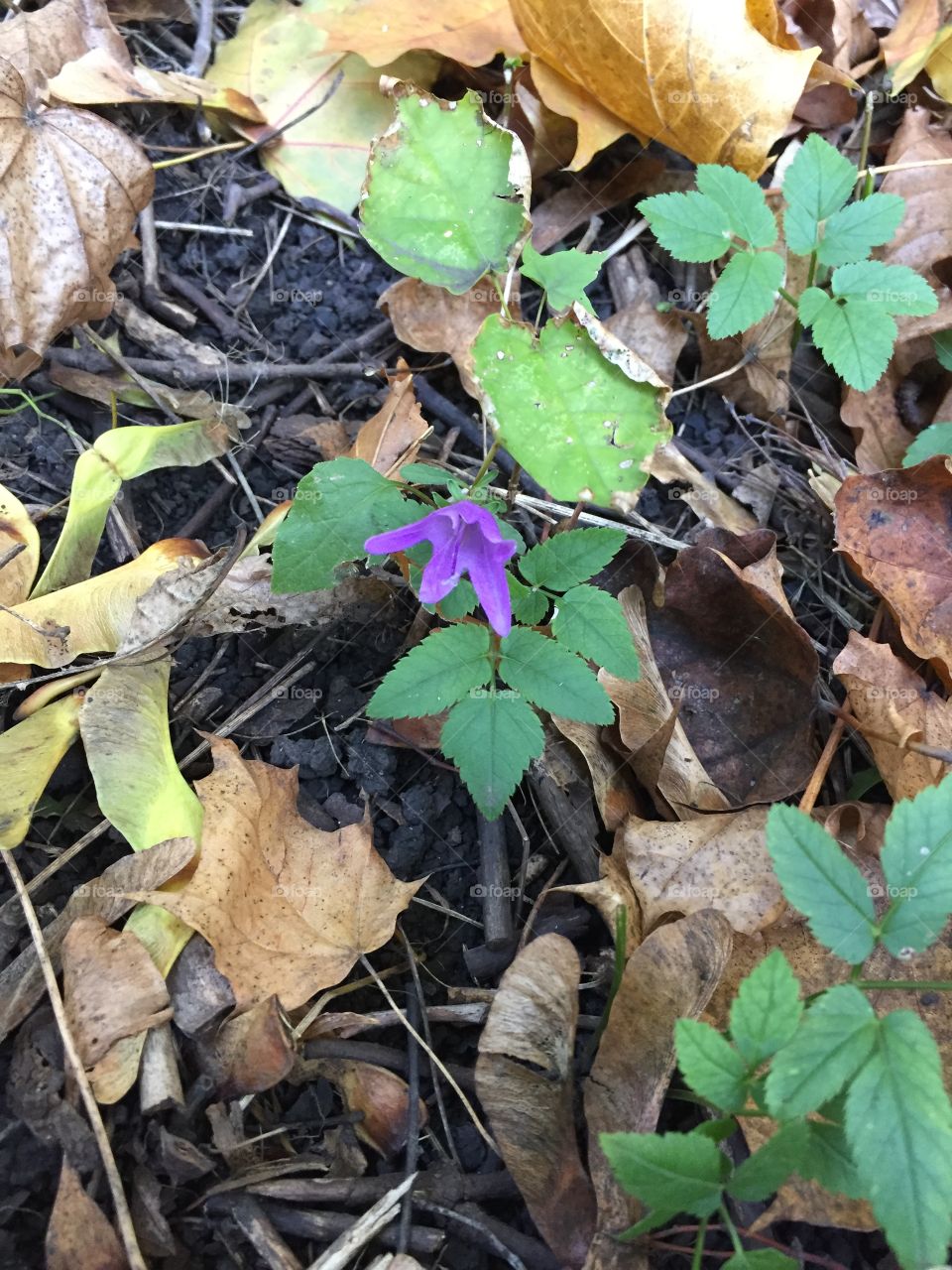 the last flower bell late in the fall in the forest
