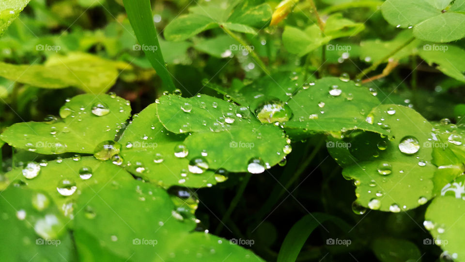 Overhead view of dew drop on leaves