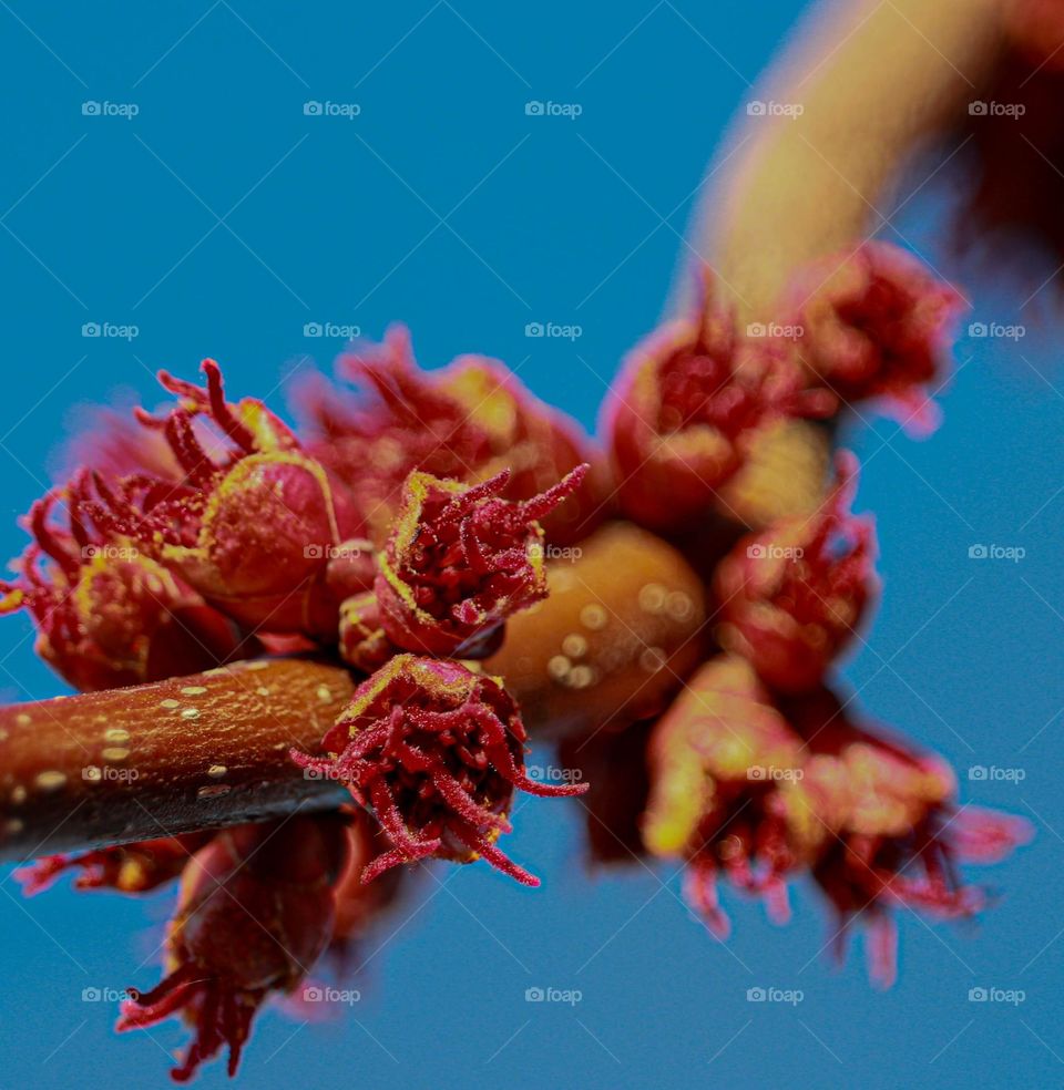 flowers on a tree close up.