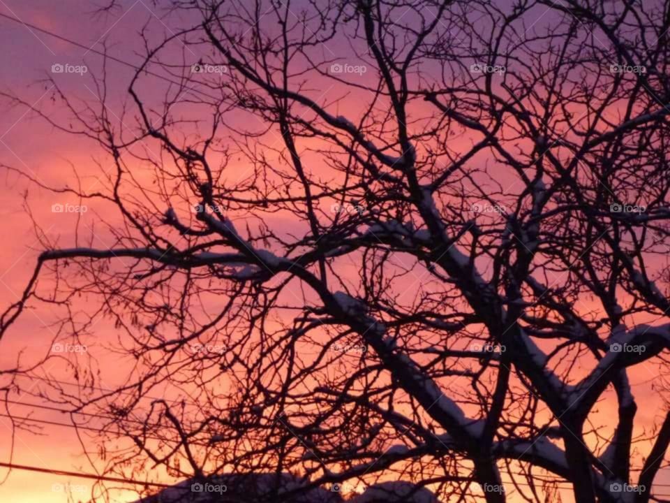 Fire in the sky sunset through tree branches.