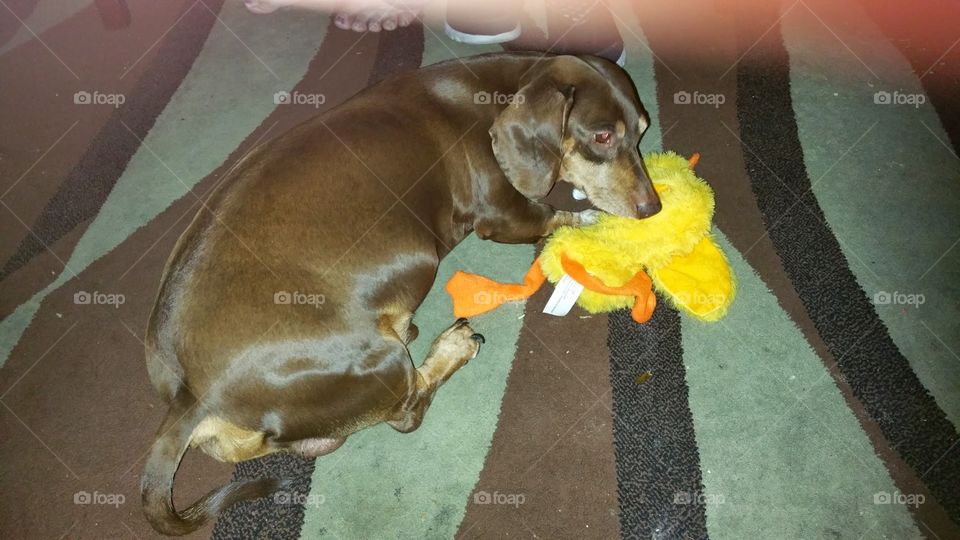 a dog and his duck