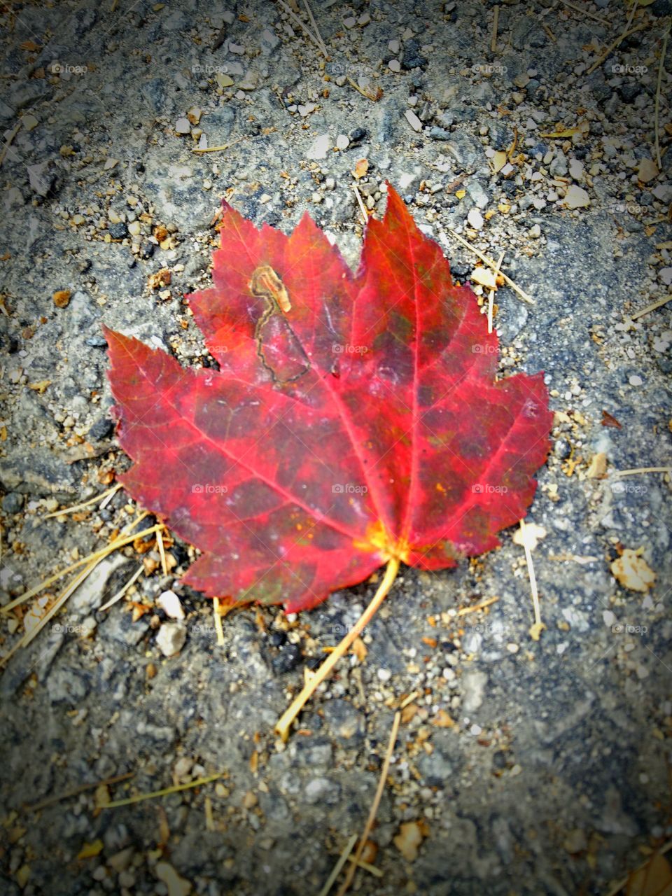 red leaf