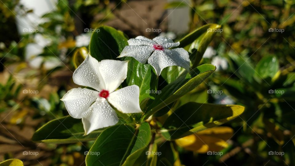 Flowers