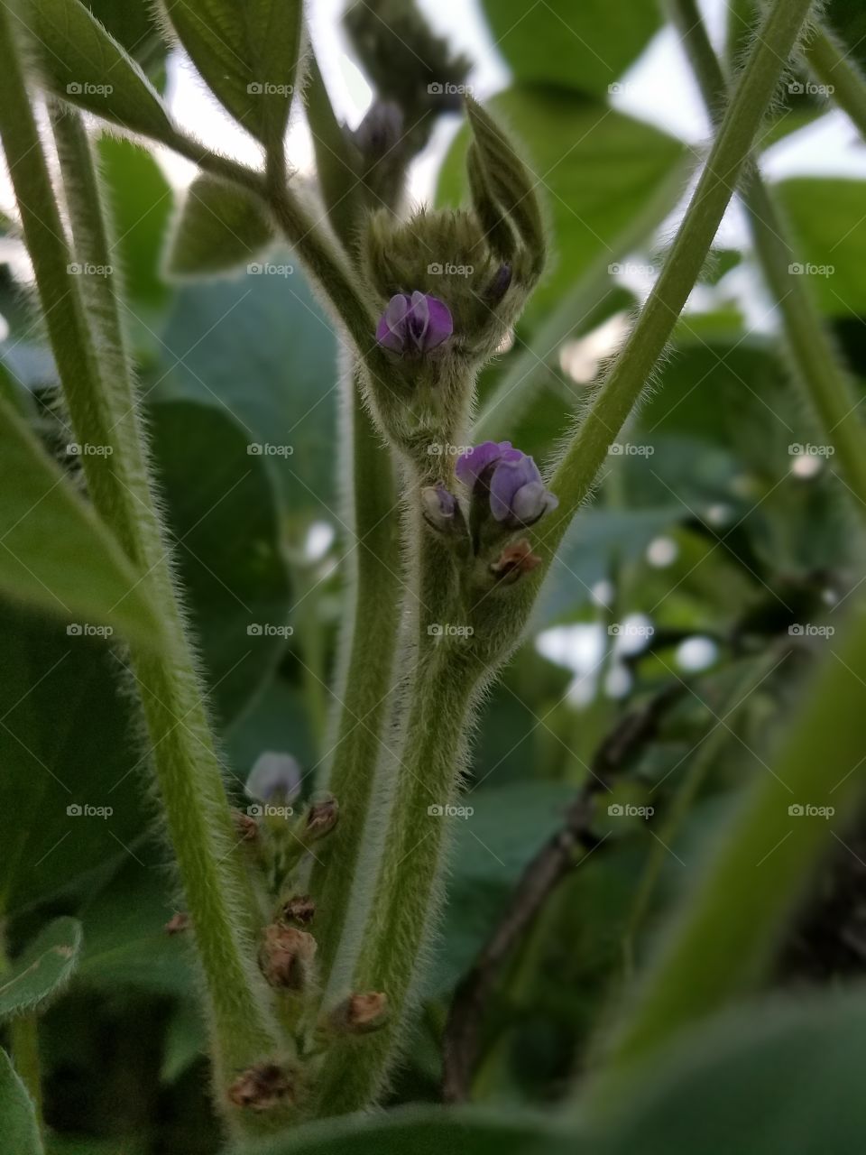 Flora, Nature, Leaf, Garden, Agriculture