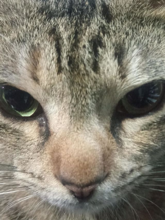 Face of cat