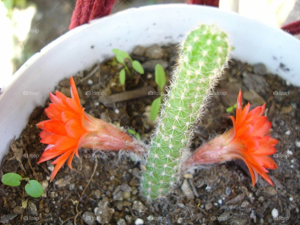 Blooming cactus. MY cactus happy and blooming 