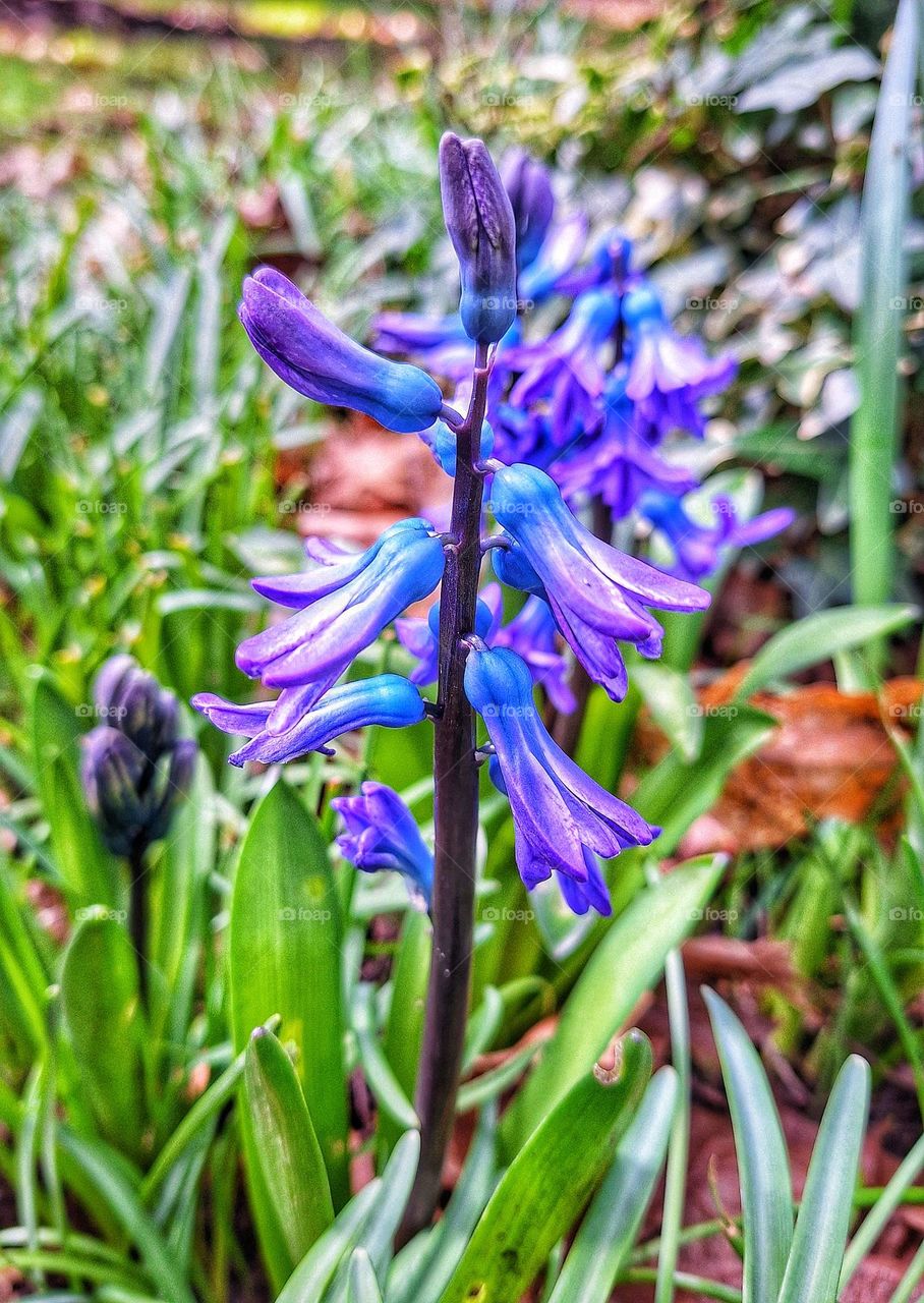 Macro close-up of Hyacinthus Orientalis with striking blue and purple colours