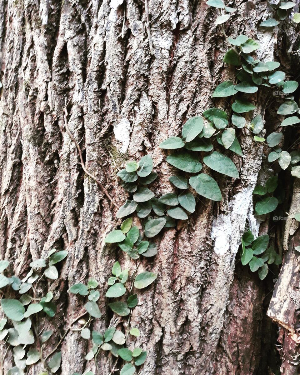 Folhas no tronco de uma árvore