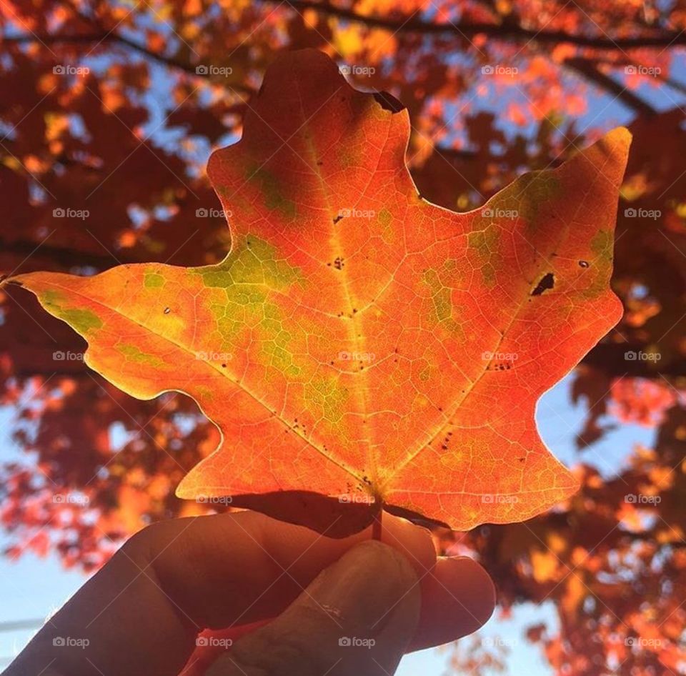 Backlit fall beauty 